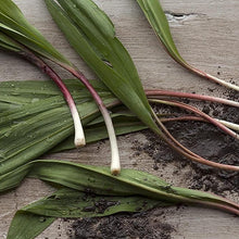 Wild Leek Seeds
