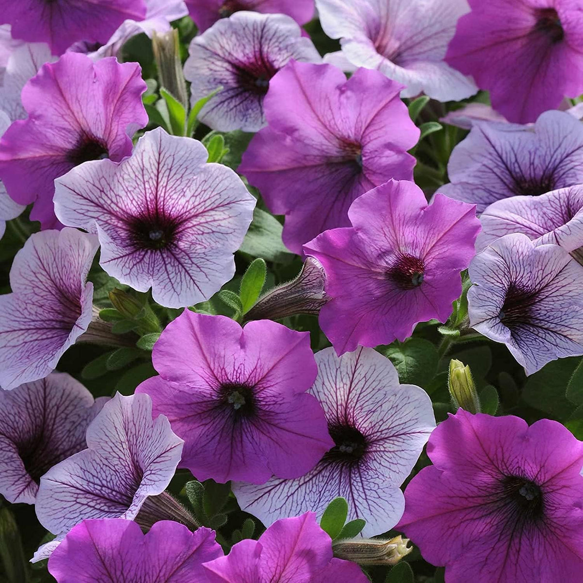 Petunia Seeds