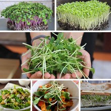 Leaf Lettuce Seeds