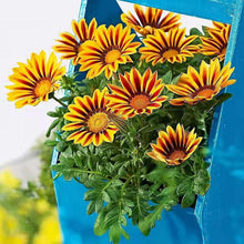 Exotic Gazania Flower Seeds
