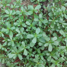 Green Purslane Seeds