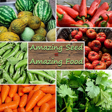 Silver King Sweet Corn Seeds