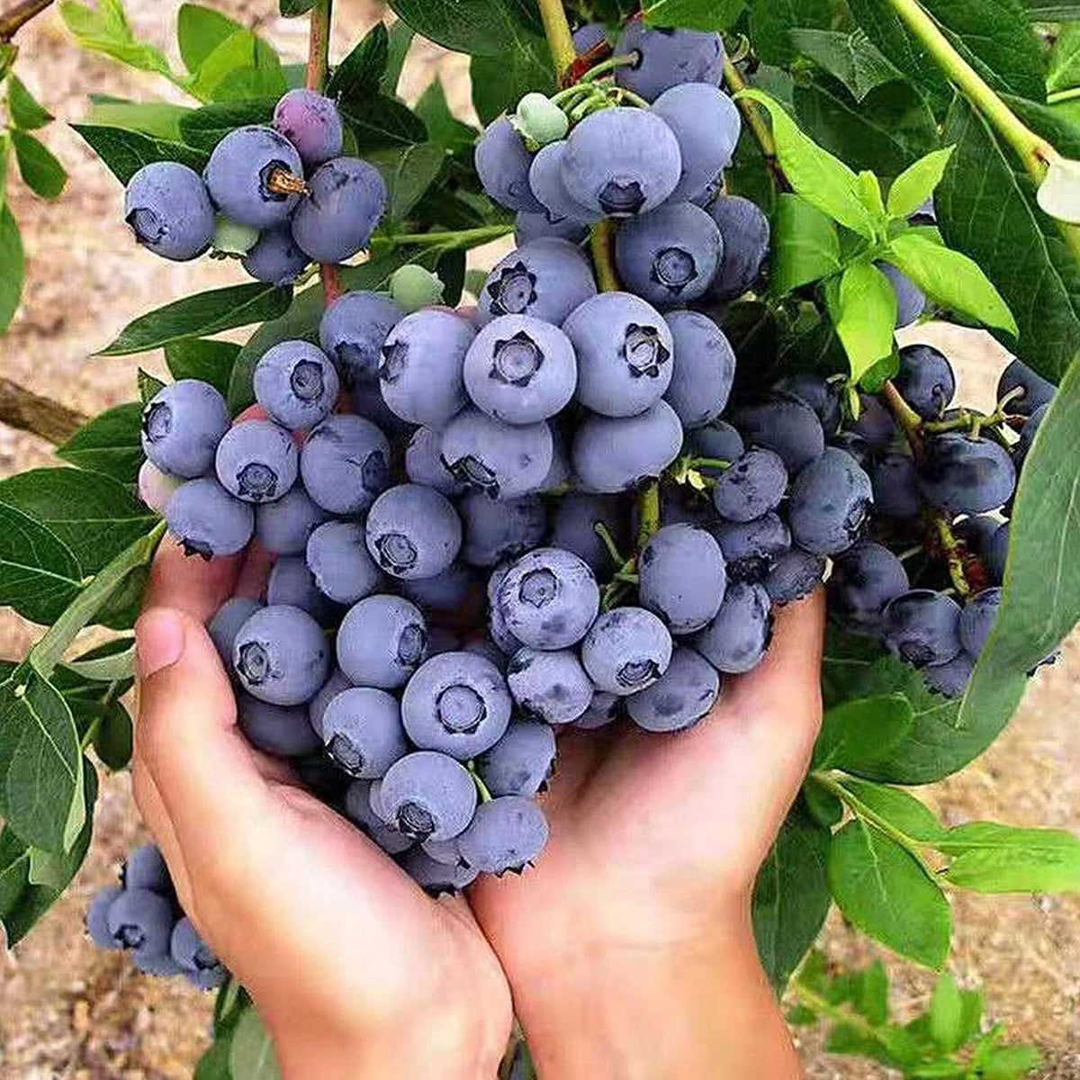 Blueberry Seeds