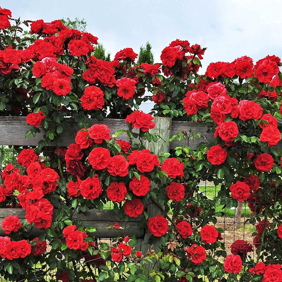 Climbing Rose Flower Seeds