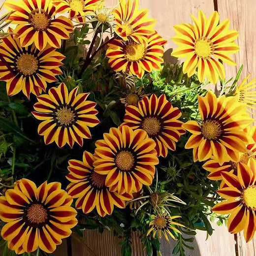 Exotic Gazania Flower Seeds