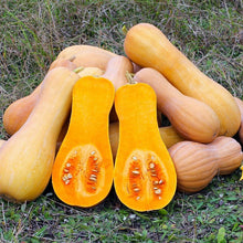 Tahitian Squash Seeds