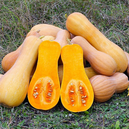 Tahitian Squash Seeds