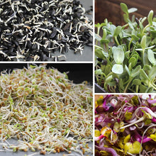 Black Oil Sunflower Seeds