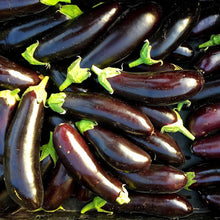 Long Purple Eggplant Seeds