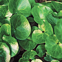 Canadian Wild Ginger Seeds