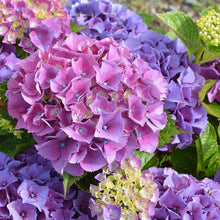 Mixed Hydrangea Flower Seeds