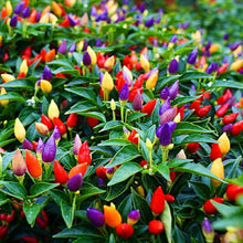 Colorful Mini Ornamental Pepper Seeds