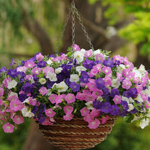 Mixed Petunia Seeds