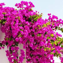 Bougainvillea Seeds