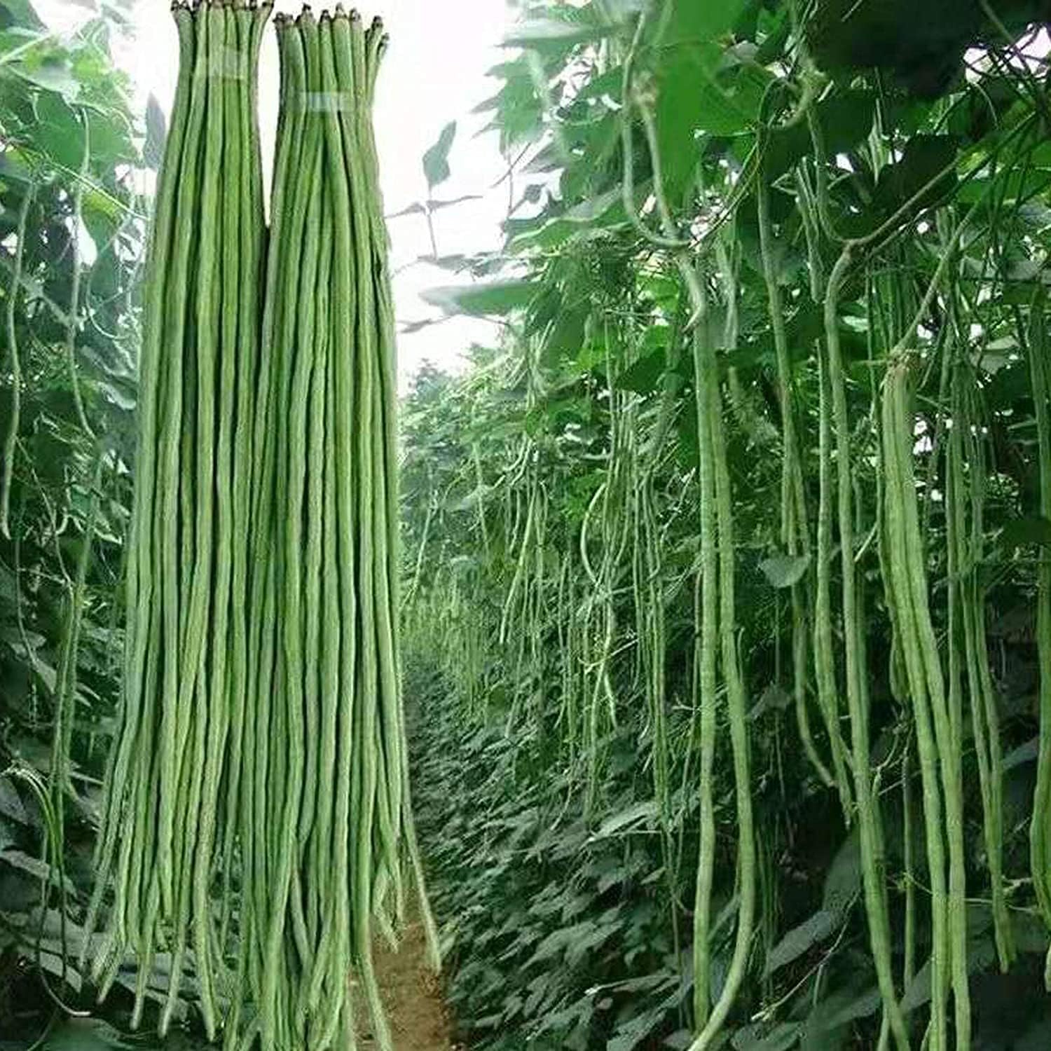 Snake/Yard-Long Asparagus Pole Bean Seeds – Heirloom & Non-GMO | up to 50%