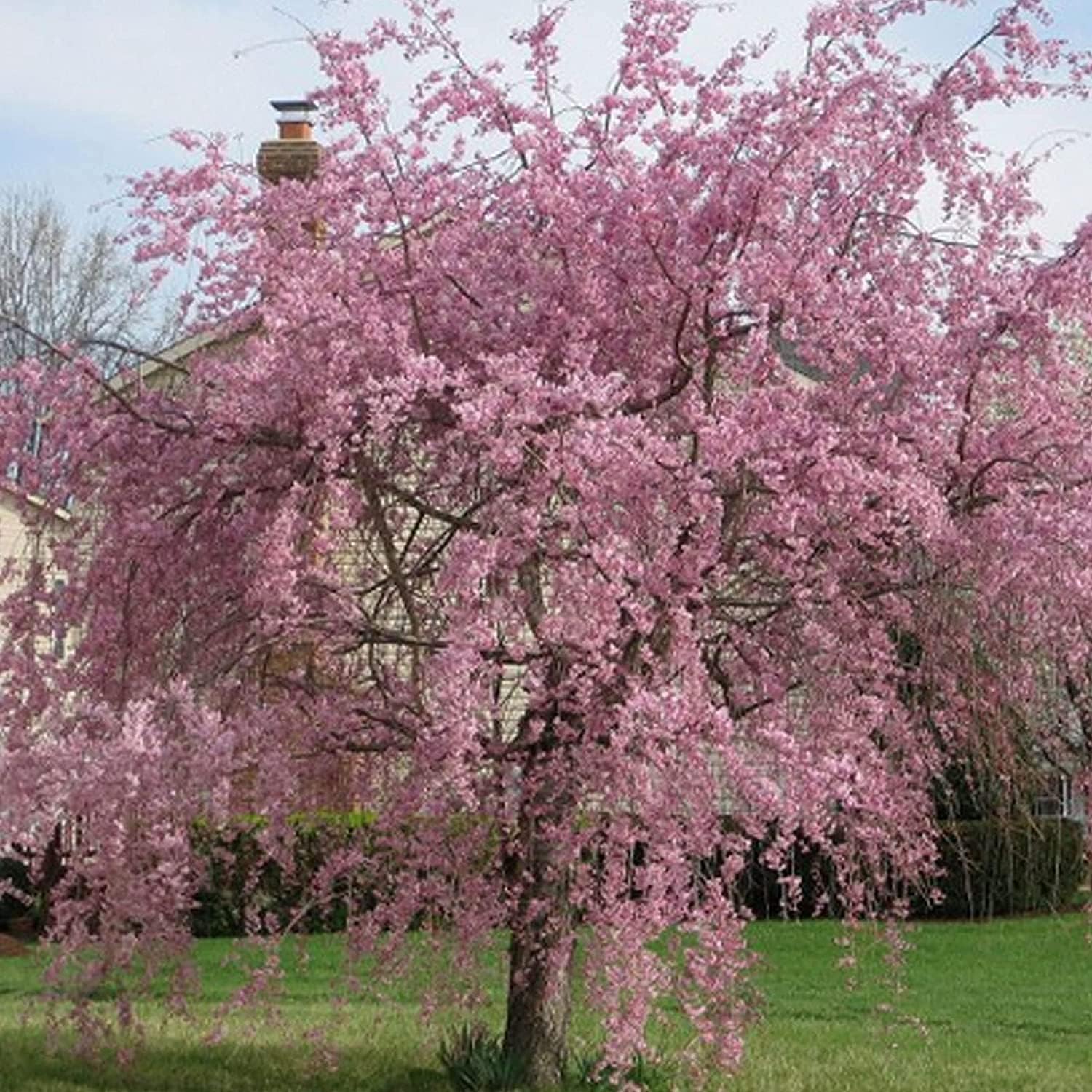 Weeping Cherry Blossom Seeds up to 50%