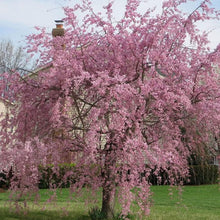 Weeping Cherry Seeds