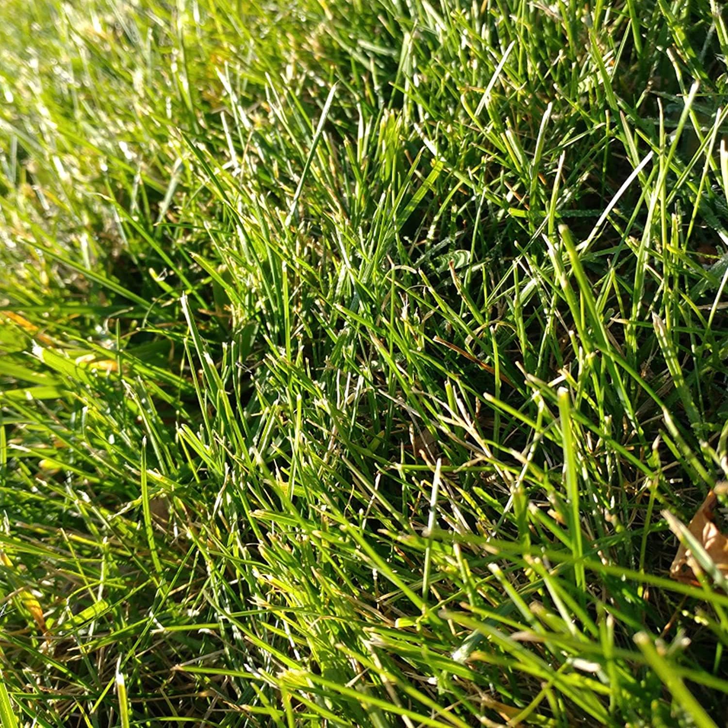 Cabin Grass Seeds – up to 50%