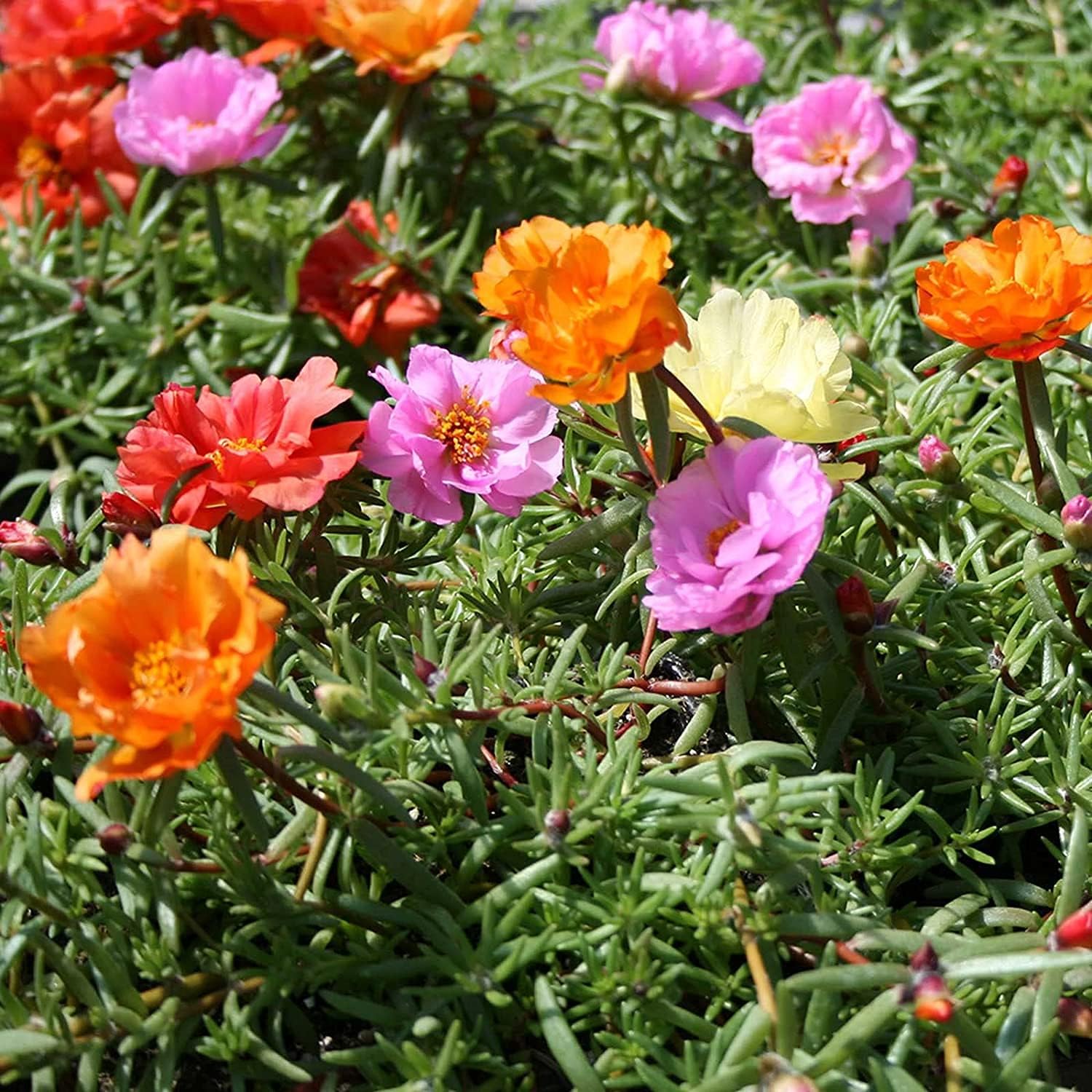 Moss Rose Flower Seeds up to 50%