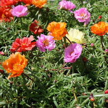 Moss Rose Flower Seeds