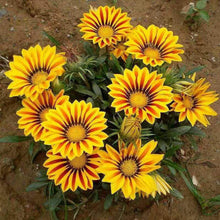 Exotic Gazania Flower Seeds