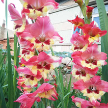 Mixed Snapdragon Flower Seeds