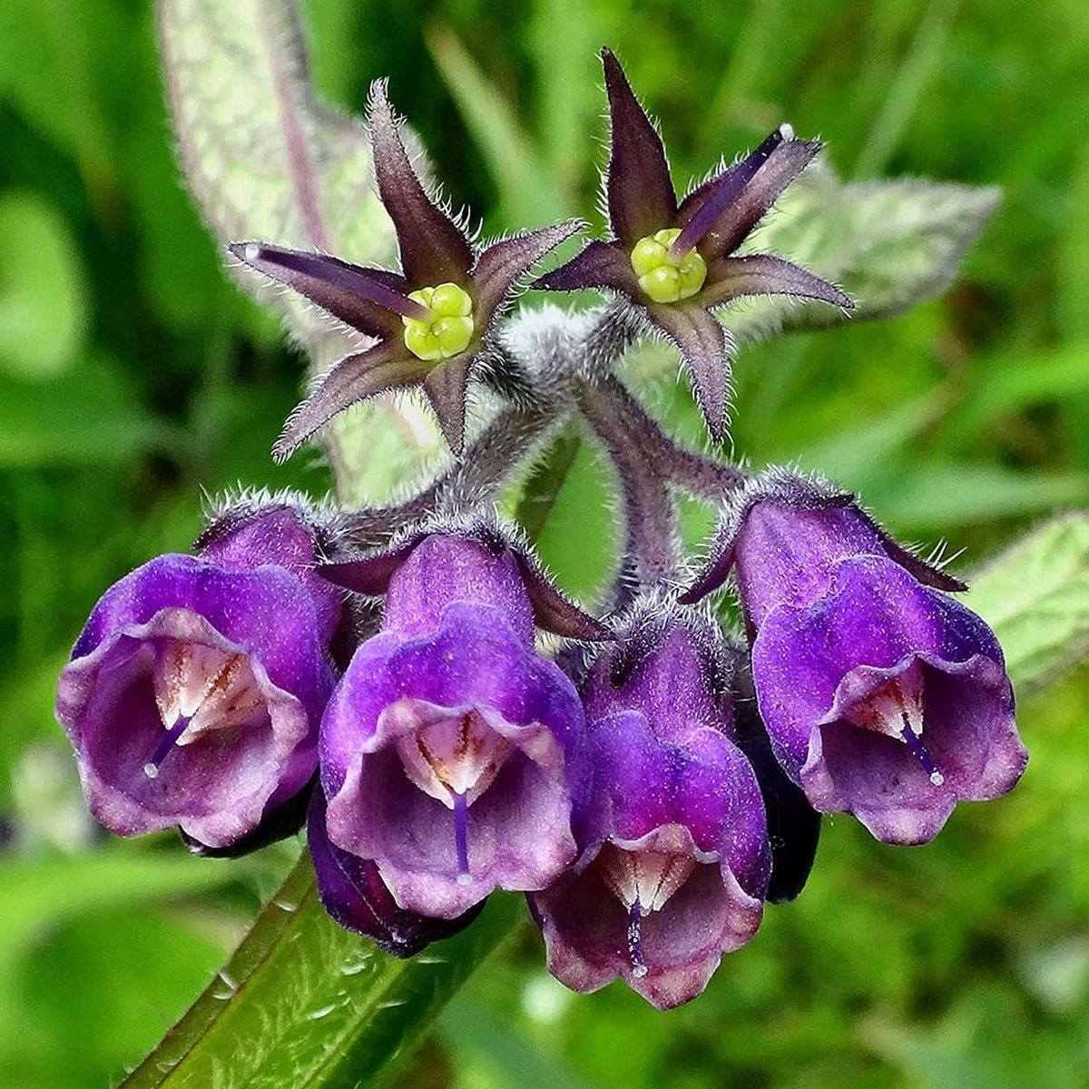 Comfrey Seeds