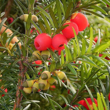 English Yew Seeds