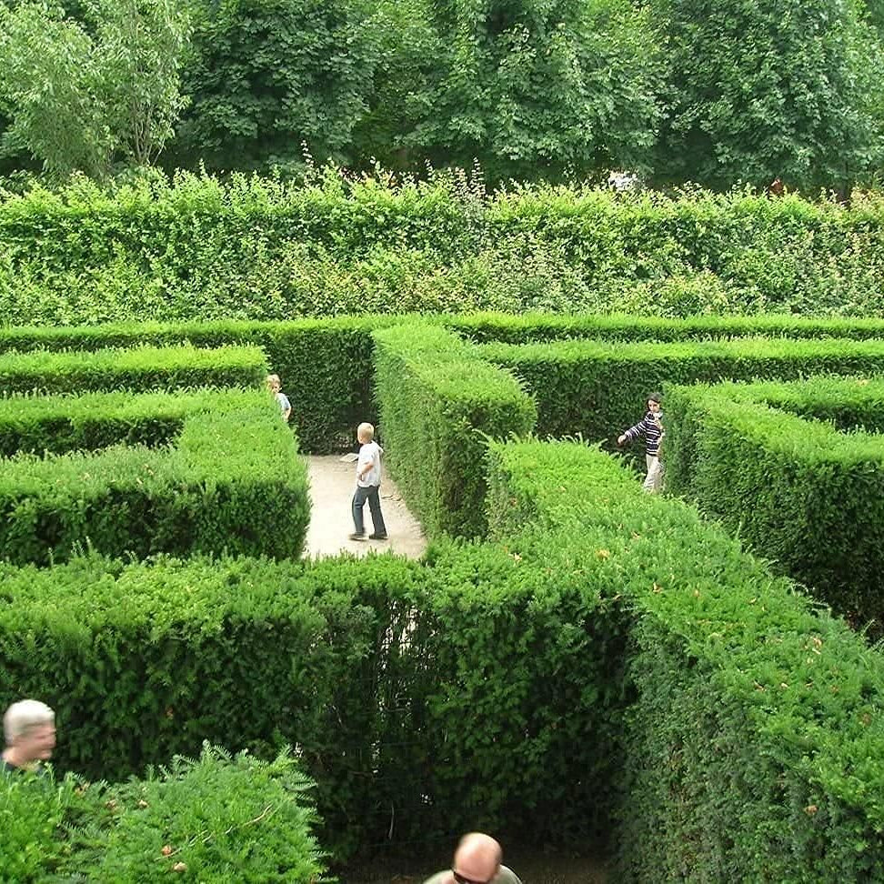 English Yew Tree Seeds up to 50%