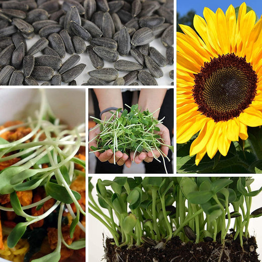 Black Oil Sunflower Seeds