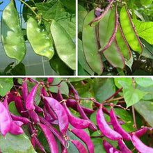 Purple Hyacinth Bean Seeds