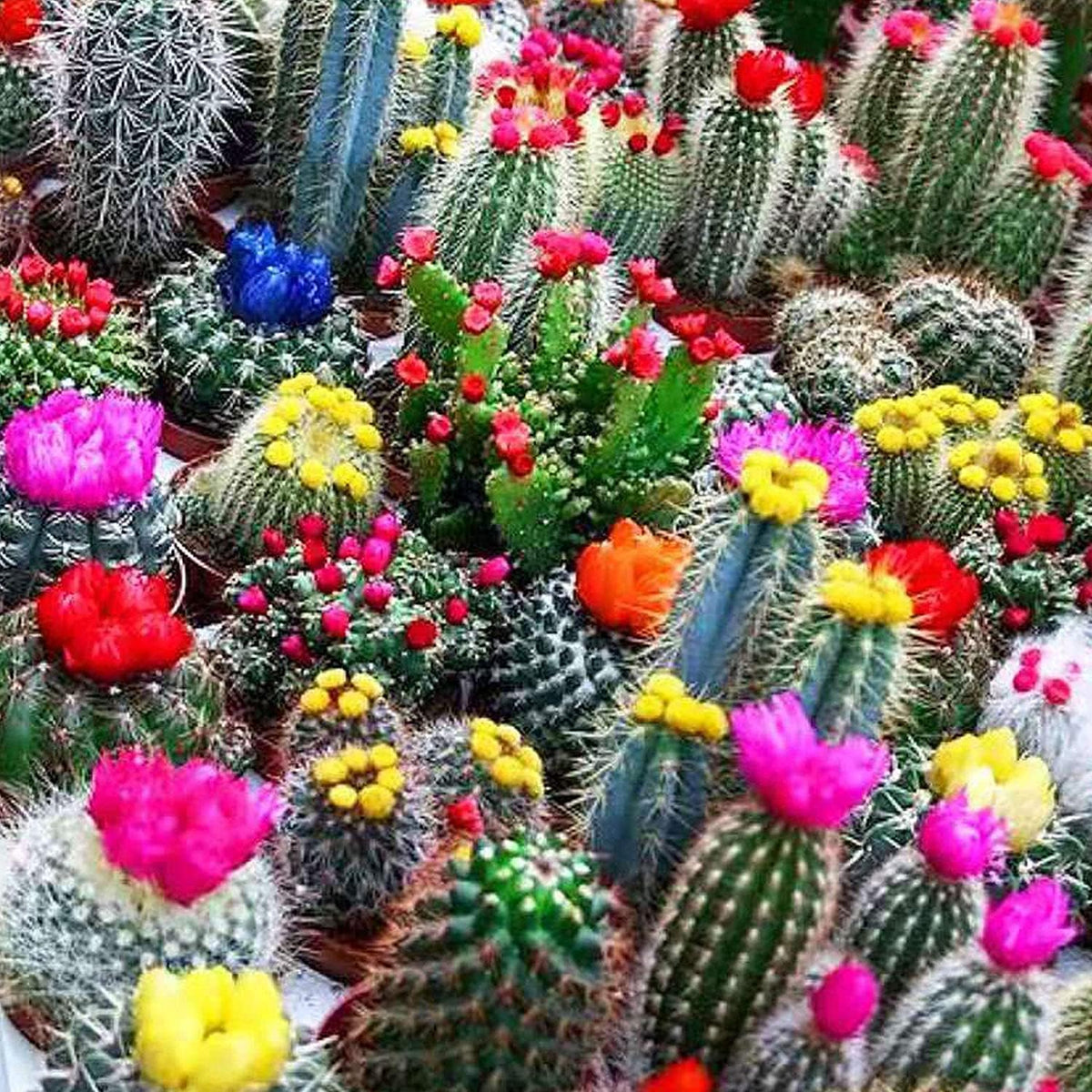 Opuntia Cactus Seeds - Mixed