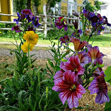 Painted Tongue Flower Seeds