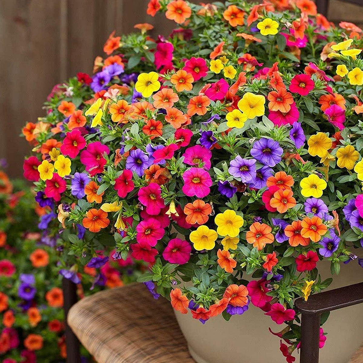 Mixed Petunia Seeds