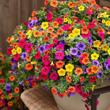Mixed Petunia Seeds
