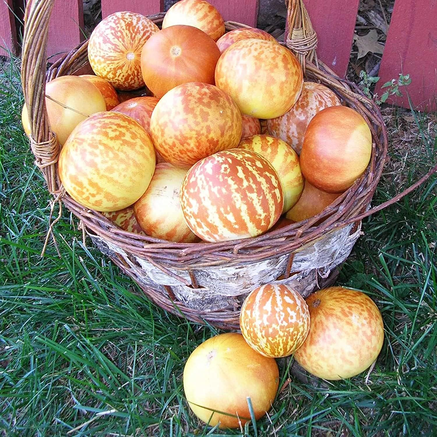 Tigger Melon Seeds up to 50%