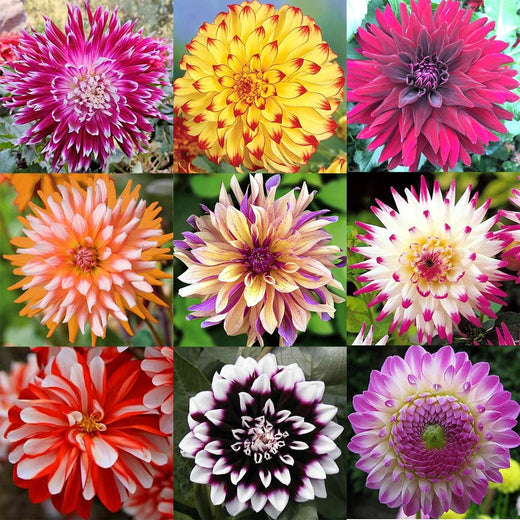 Dahlia Seeds - Mix