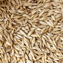 Einkorn Wheat Seeds