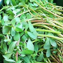 Green Purslane Seeds