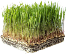 Einkorn Wheat Seeds