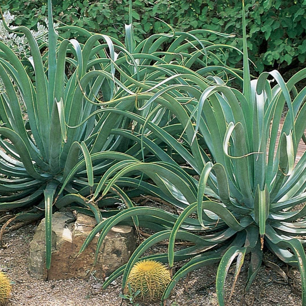 Octopus Agave Seeds