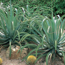 Octopus Agave Seeds
