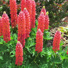 Red Lupin Flower Seeds