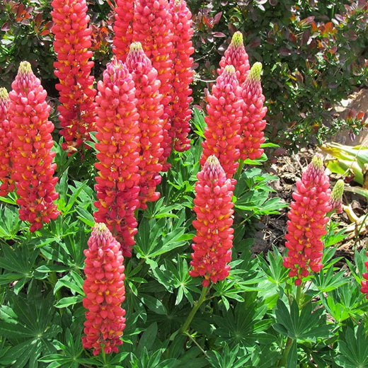Red Lupin Flower Seeds