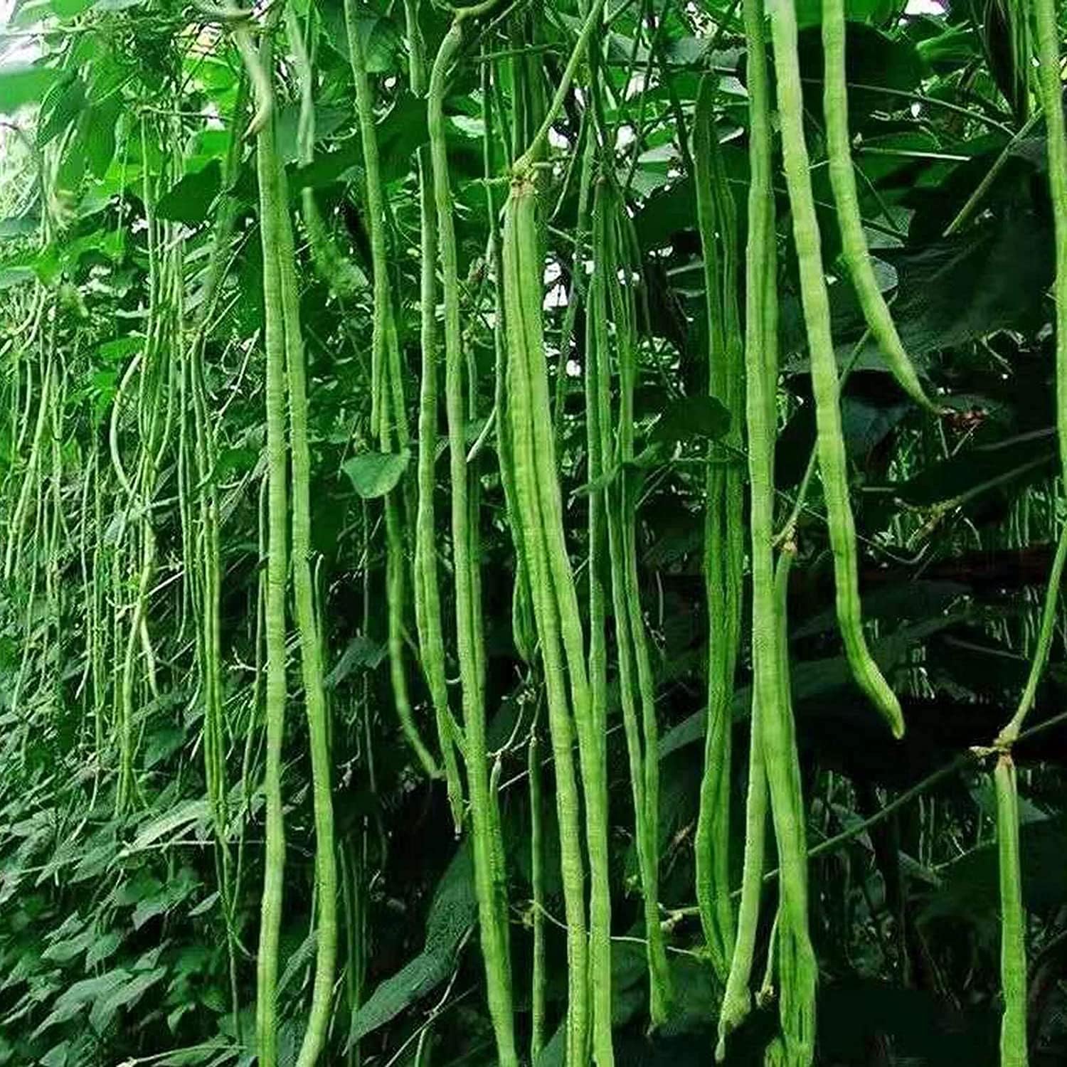 Snake/Yard-Long Asparagus Pole Bean Seeds – Heirloom &amp; Non-GMO | up to 50%