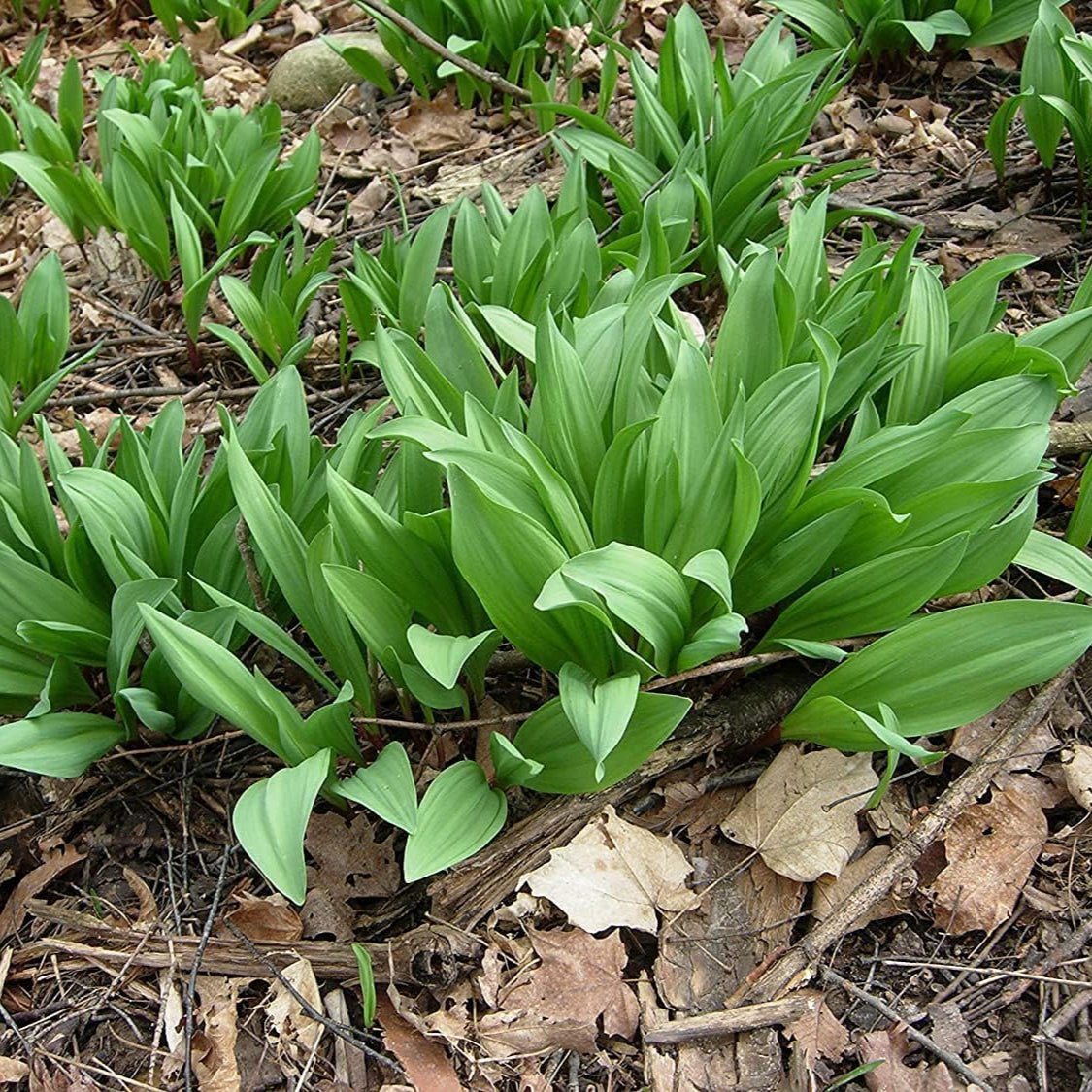 Wild Leek Seeds