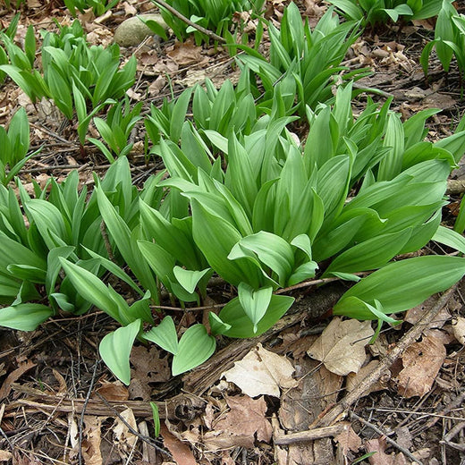 Wild Leek Seeds