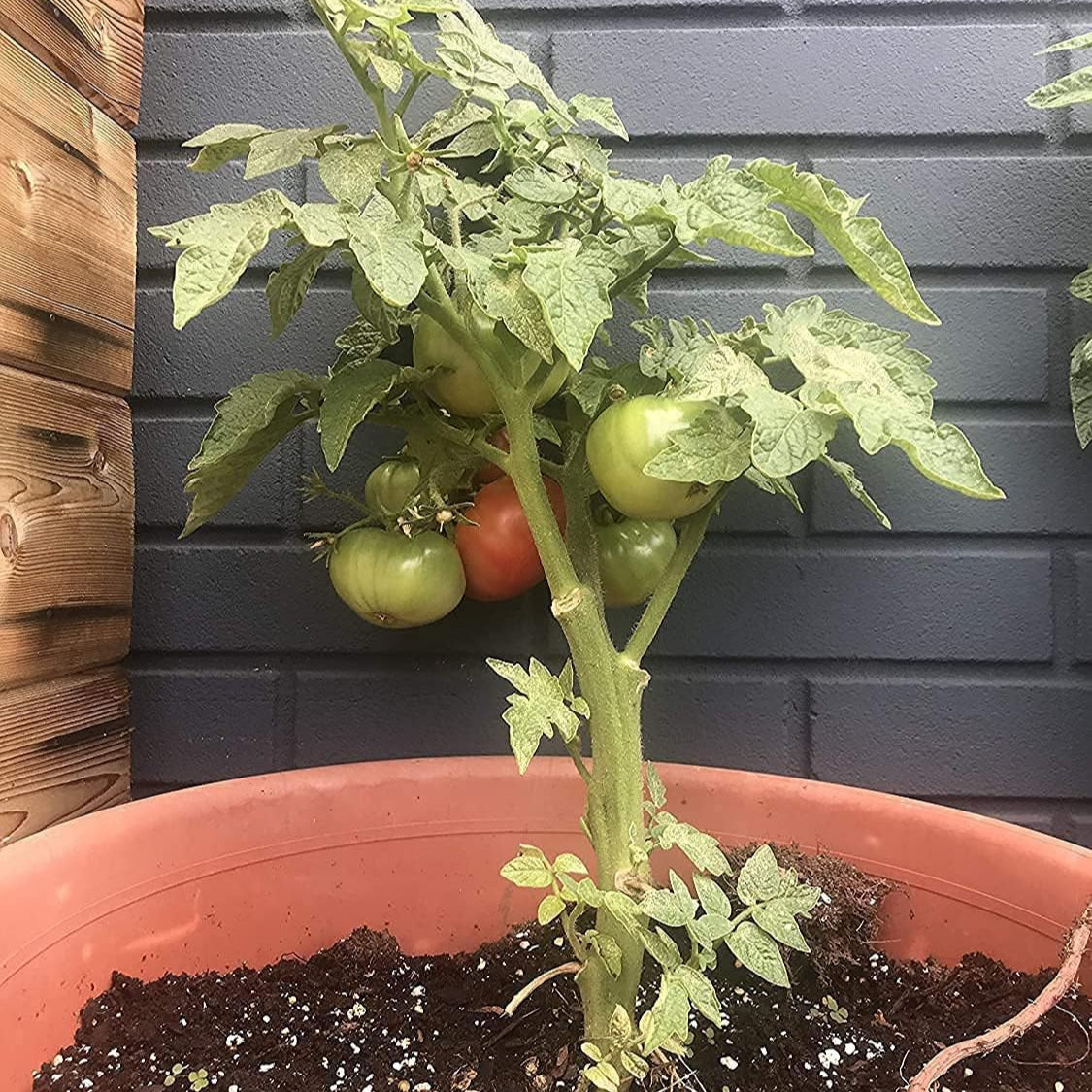 Cherokee Purple Tomato Seeds up to 50%