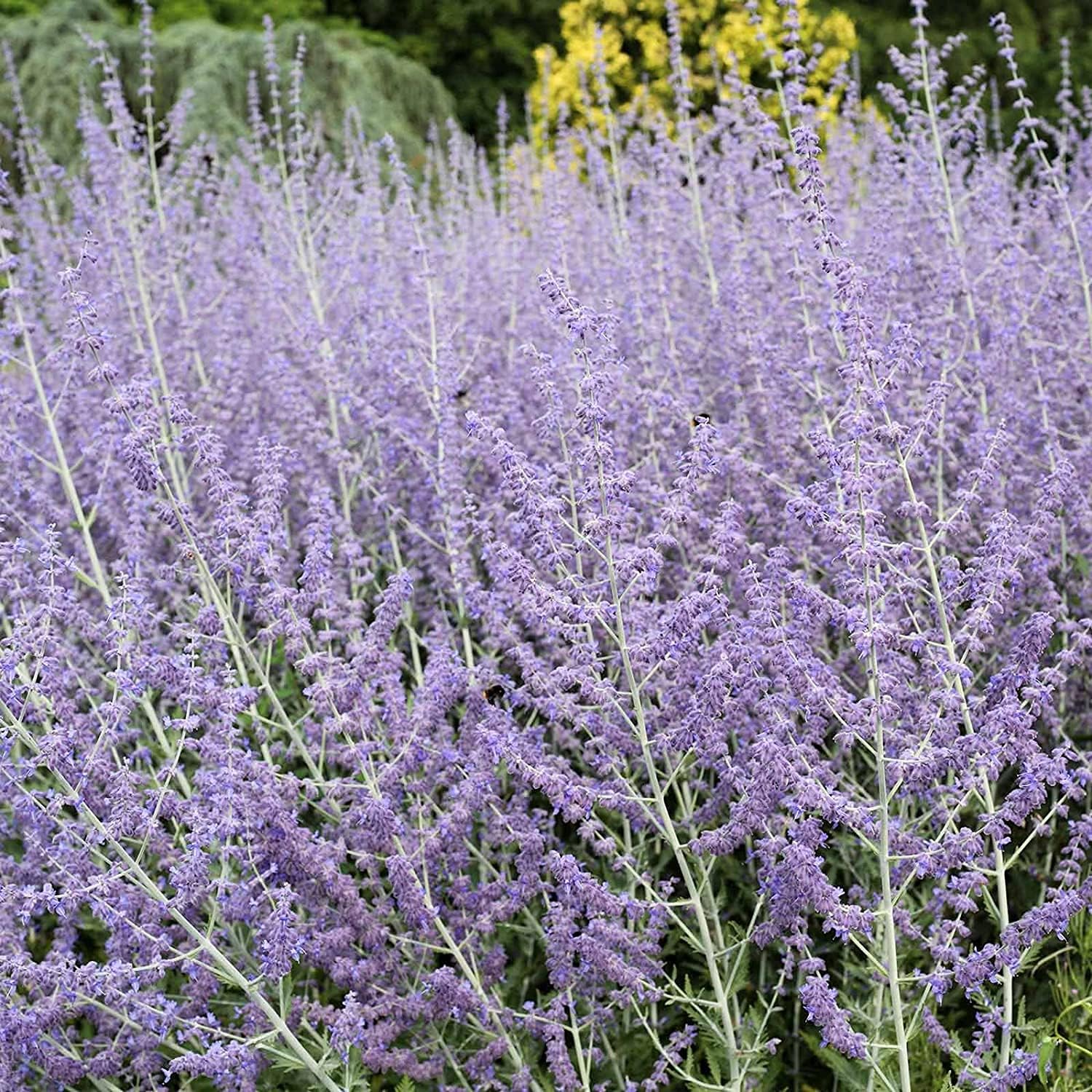 Blue Steel Perovskia (Russian Sage) Seeds – Sky Blue Blooms | up to 50%