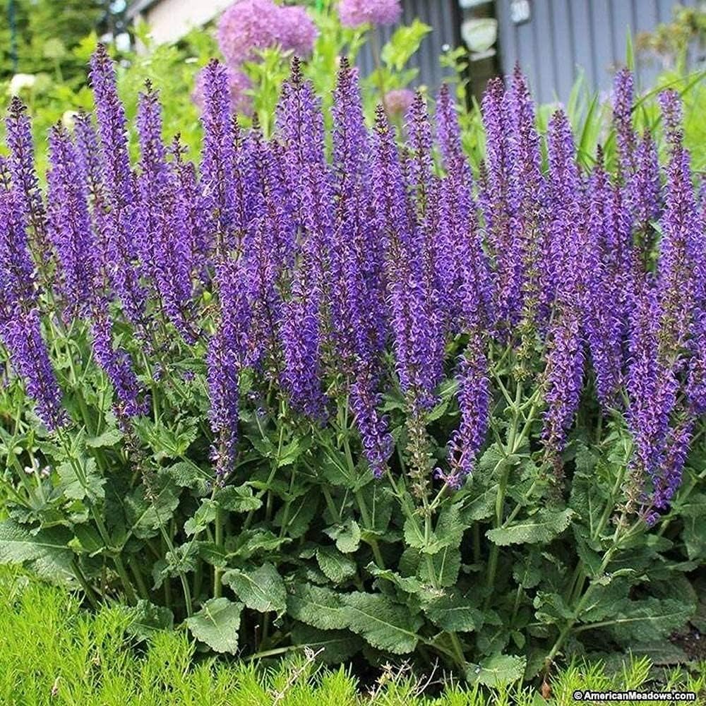May Night Salvia Seeds